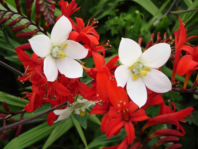 alpine-garden-society